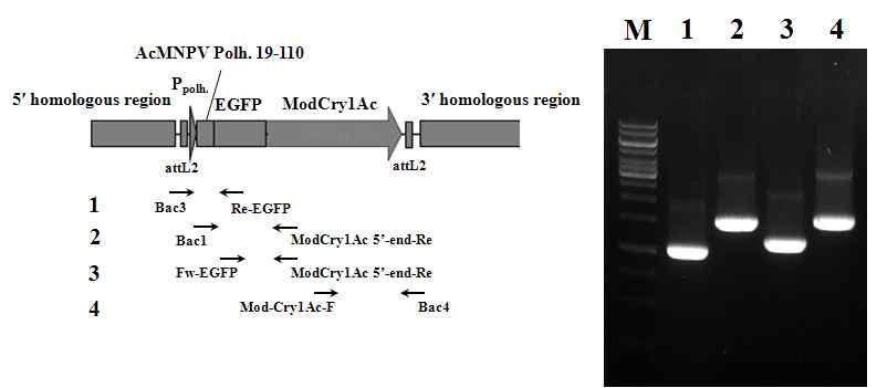 Verification of the genome structure of recombinant virus, BmPolh19EG-1Ac expressing polyhedrin-EGFP-Cry1Ac fusion protein under the control of polyhedrin promoter by PCR using specific primers