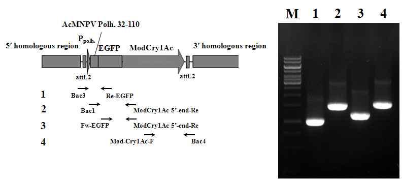 Verification of the genome structure of recombinant virus, BmPolh32EG-1Ac expressing polyhedrin-EGFP-Cry1Ac fusion protein under the control of polyhedrin promoter by PCR using specific primers