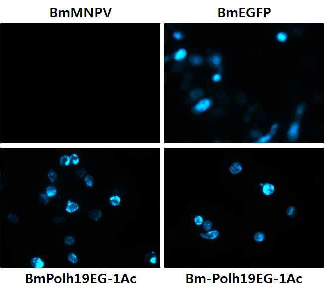 Fluorescence microscopy of Bm5 cells infected with the recombinant viruses, BmPolh19EG-1Ac or BmPolh32EG-1Ac expressing polyhedrin-EGFP-Cry1Ac fusion protein under the control of polyhedrin promoter