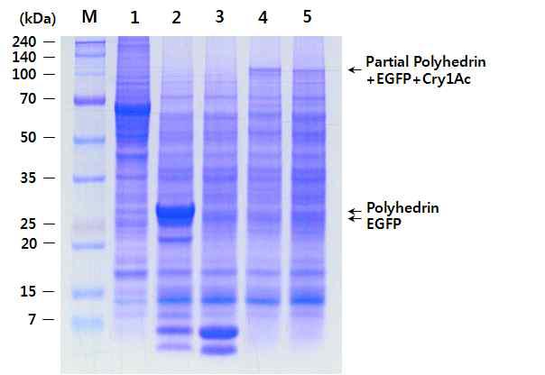 SDS-PAGE analysis of Bm5 cells infected with the recombinant viruses, BmPolh19EG-1Ac or BmPolh32EG-1Ac expressing polyhedrin-EGFP-Cry1Ac fusion protein under the control of polyhedrin promoter.