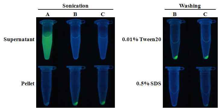 Localization of EGFP fluorescence during purification of the partial polyhedrin-EGFP-Cry1Ac fusion protein.