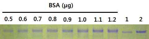 Quantification of the purified partial Polh.(a.a. 32-110)-EGFP-Cry1Ac fusion protein.