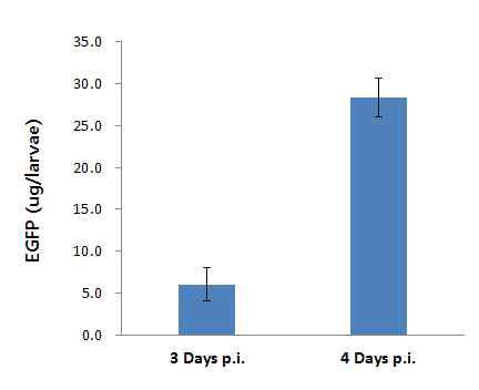 Expression of EGFP in hemolymph of 3th instar B. mori larvae infected with the recombinant virus, EasyBm-EGFP.