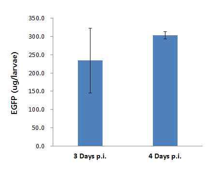 Expression of EGFP in fat body of 3th instar B. mori larvae infected with the recombinant virus, EasyBm-EGFP.