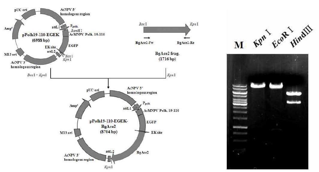 Construction map and restriction endonuclease digestion pattern of the pPolh19-110-EGEK-BgAce2