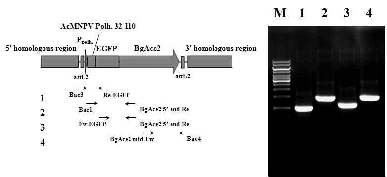 Verification of the genome structure of recombinant virus, BmPolh32EG-BgAce2 expressing polyhedrin-EGFP-BgAce2 fusion protein under the control of polyhedrin promoter by PCR using specific primers