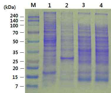 SDS-PAGE of Bm5 cells infected with BmPolh19EG-BgAce2 and BmPolh32EG-BgAce2