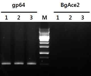 Detection of partial Polh.-EGFP-BgAce2 mRNA from Bm5 cells infected with recombinant viruses, BmPolh19EG-BgAce2 and BmPolh32EG-BgAce2