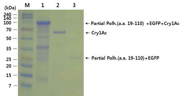 Protein profiles during purification of the partial Polh.(a.a. 19-110)-EGFP-Cry1Ac fusion protein at each step