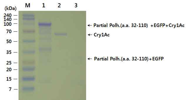 Protein profiles during purification of the partial Polh.(a.a. 32-110)-EGFP-Cry1Ac fusion protein at each step