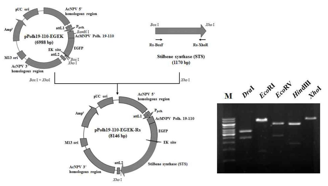 Construction map and restriction endonuclease digestion pattern of the pPolh19-110-EGEK-Rs