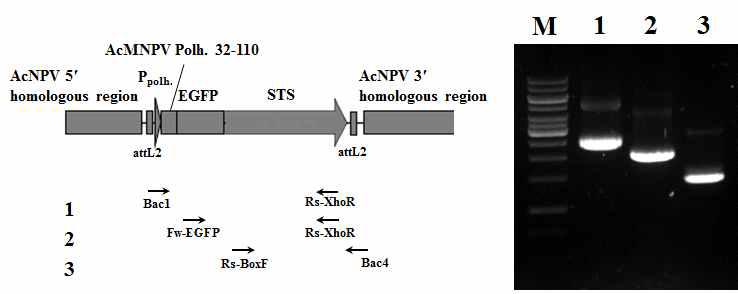 Verification of the genome structure of recombinant virus, BmPolh19EG-Rs expressing polyhedrin-EGFP-Rs fusion protein under the control of polyhedrin promoter by PCR using specific primers