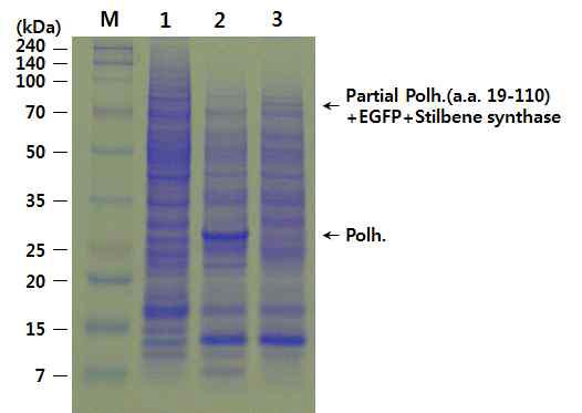 SDS-PAGE of Bm5 cells infected with BmPolh19EG-Rs