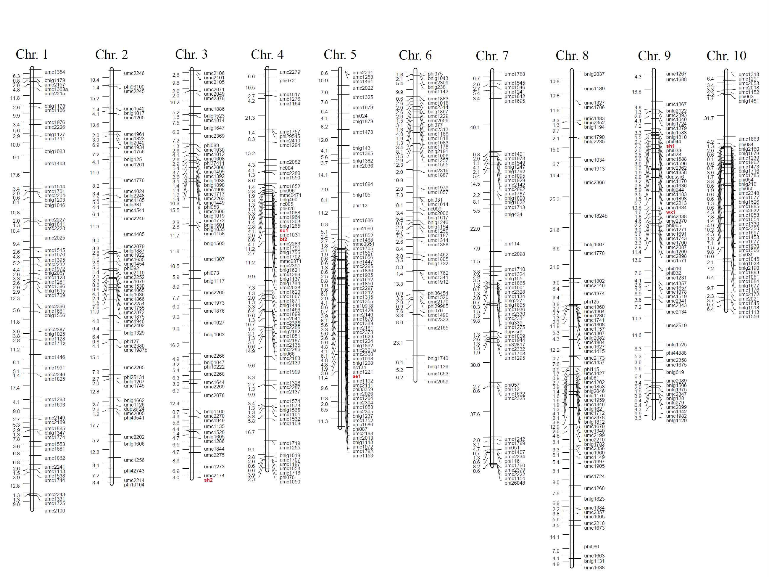 옥수수 RIL 집단에 대하여 SSR마커(흑색) 및 전분합성 관련, SNP 유전자(적색)를 이용하여 구축 된 유전자지도