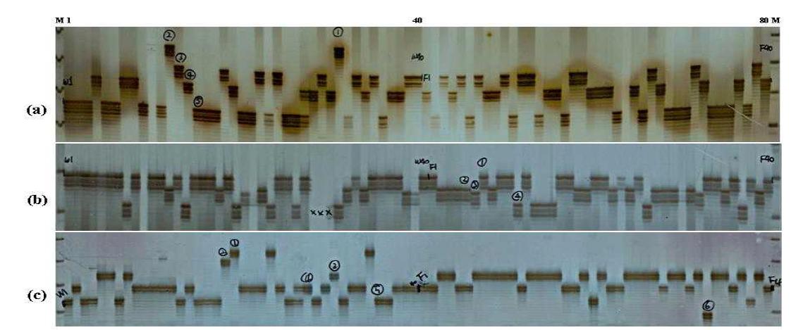 SSR 마커를 이용하여 찰옥수수 및 종실용 옥수수 자식계통들에 대한 DNA fingerprinting 분석