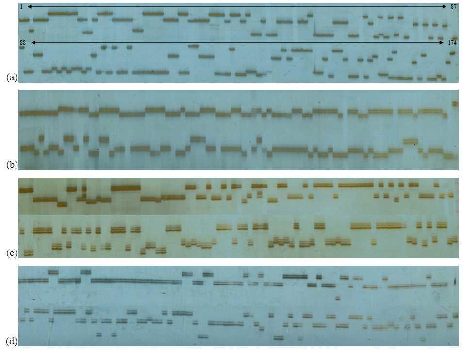 SSR 마커를 이용하여 옥수수 자식계통들에 대한 DNA fingerprinting 분석