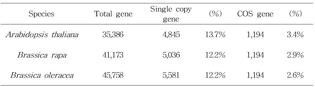 애기장대, 배추, 양배추의 단일 copy 및 COS 유전자 분포