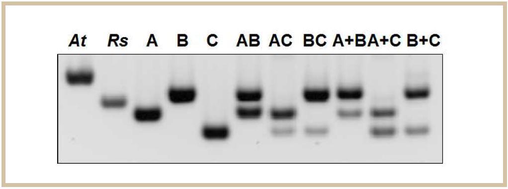 COS0424 분자표지의 PCR 증폭 양상