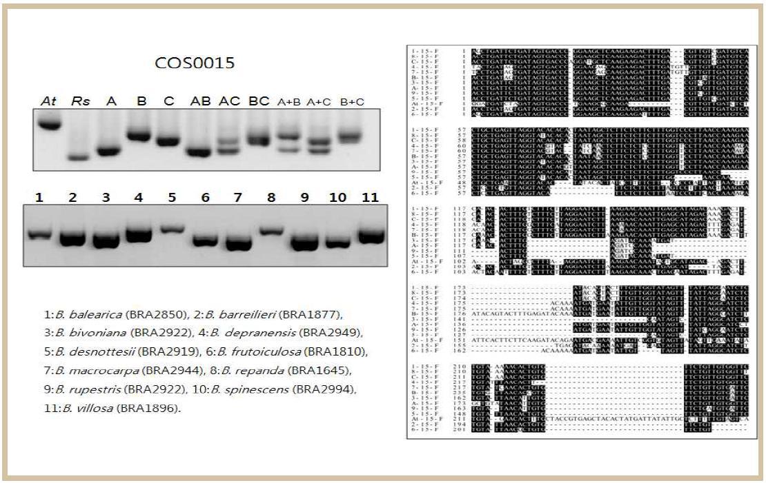 COS0015의 PCR 증폭 양상 및 서열 분석 결과의 예