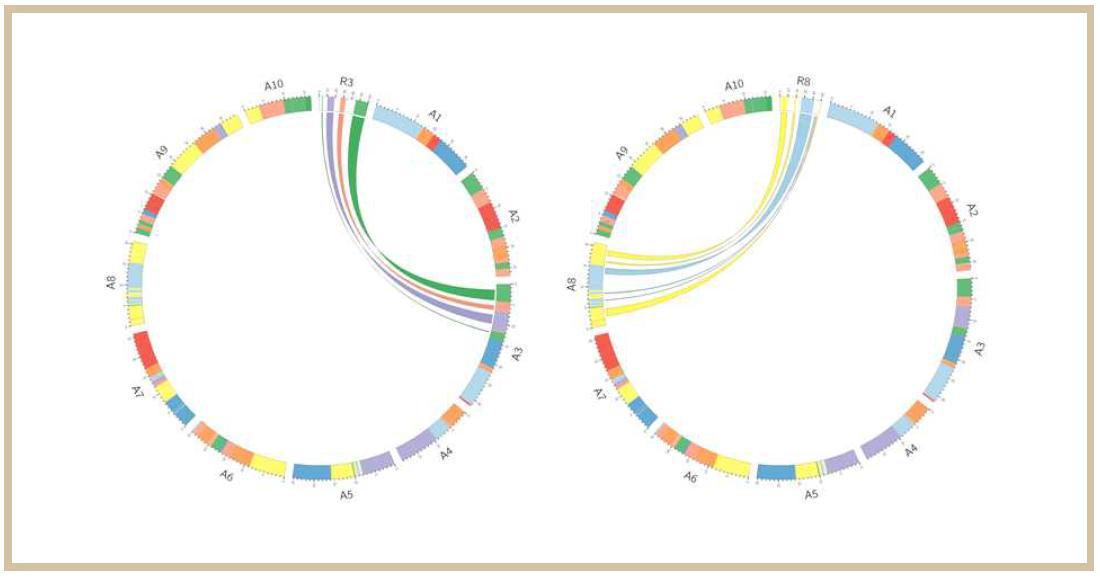 무 R3, R8과 배추 A3, A8의 상동영역에 대한 Circos 비교 분석