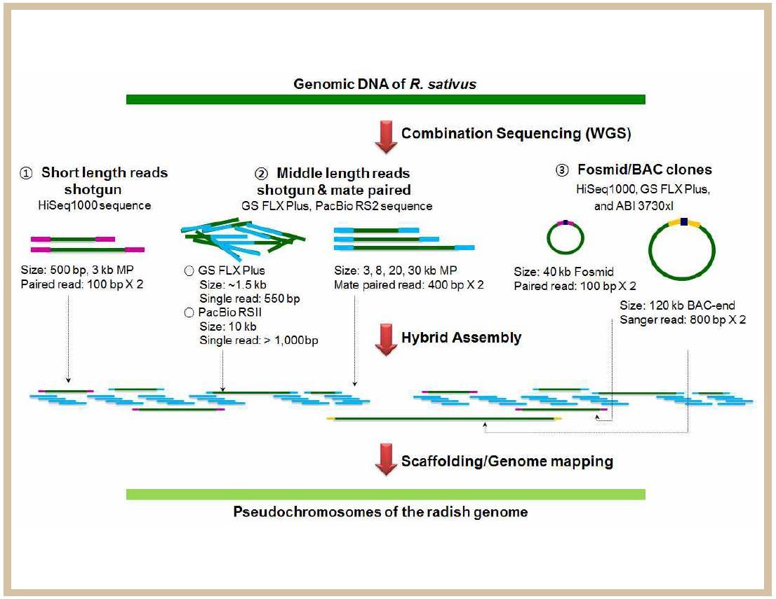 NGS를 이용한 무 유전체의 whole genome shotgun 해독 전략