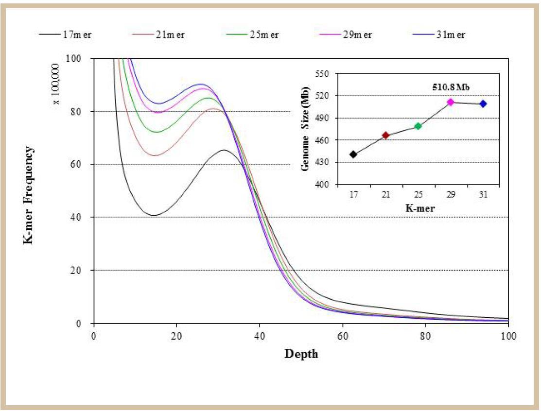 R. sativus cv. WK10039의 K-mer 분석에 의한 genome size 예측 결과.