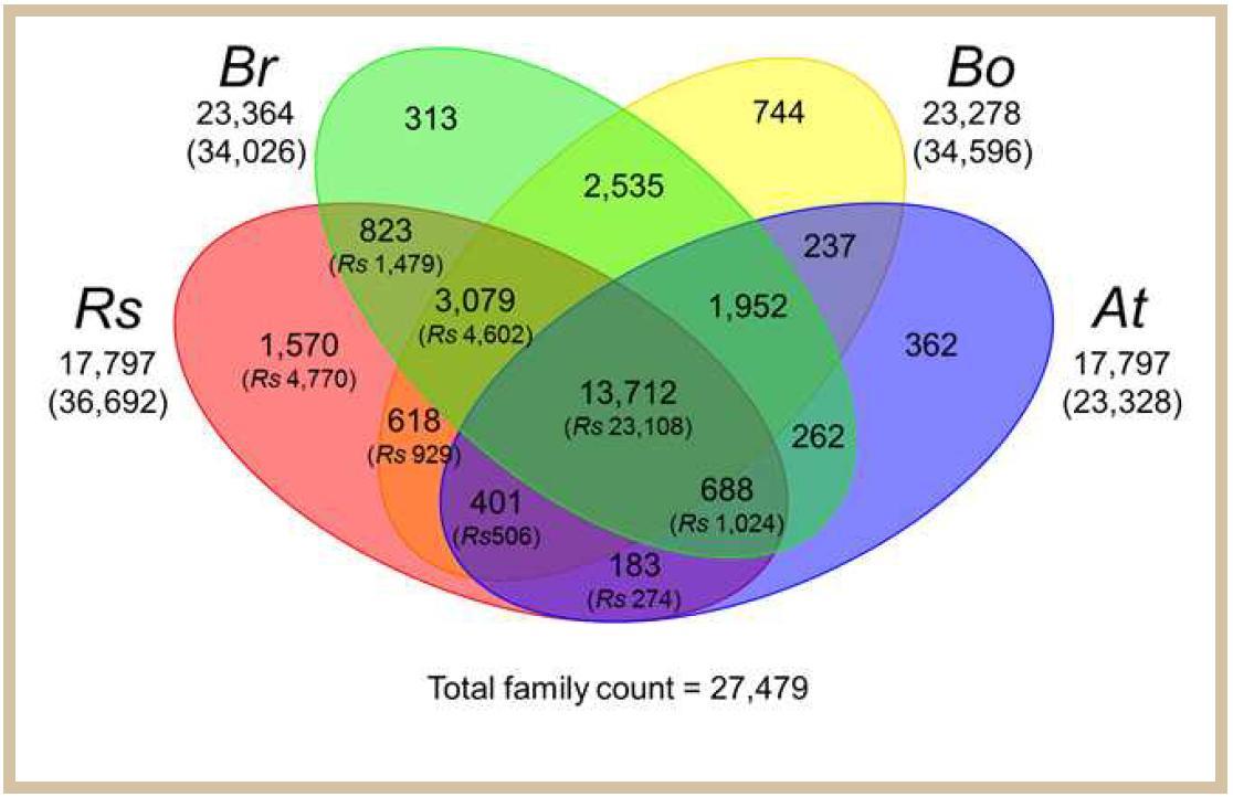 무(Rs), 배추(Br), 양배추(Bo), 애기장대(At)의 ortholog 유전자의 벤다이어그램