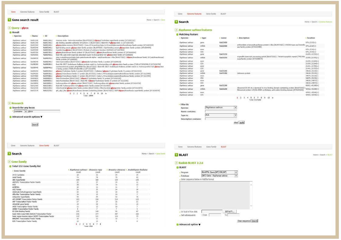 무 표준유전체 포털사이트의 유전자, gene family, Blast 검색 화면