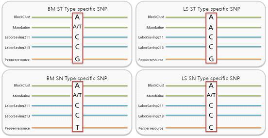 Specific SNP type per group.