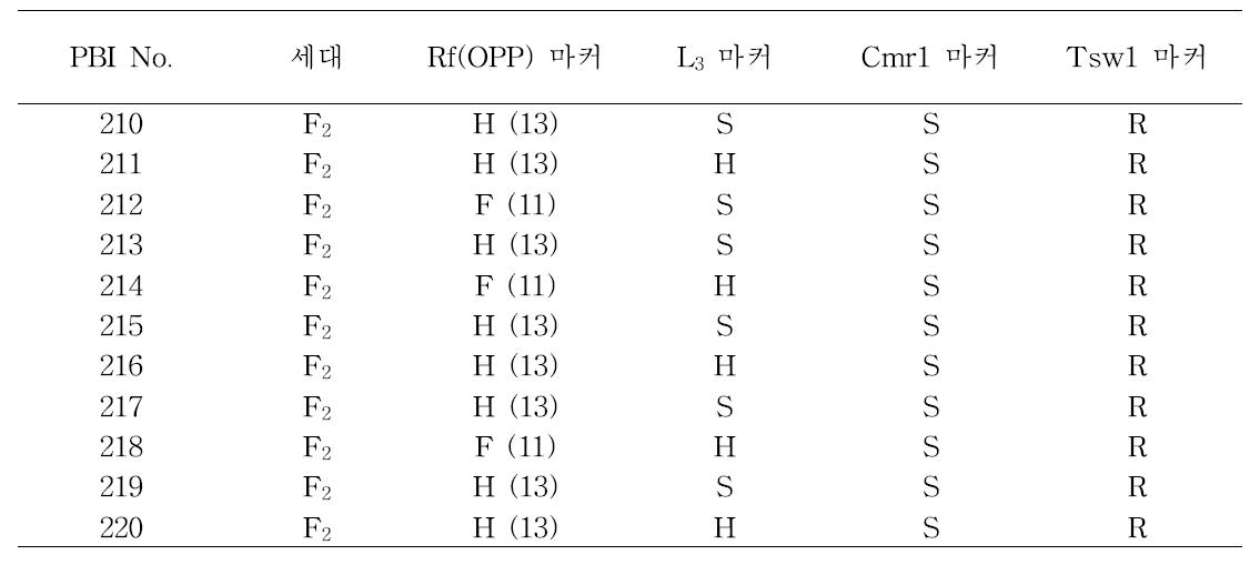 48-F1 품종의 F2 분리집단에서 선발된 11개 개체에 대한 마커분석 결과