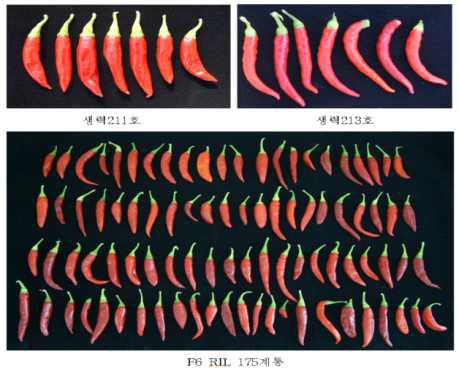 신미성 분석용 mapping 집단의 양친 및 F6 RIL 175계통 과실 특성