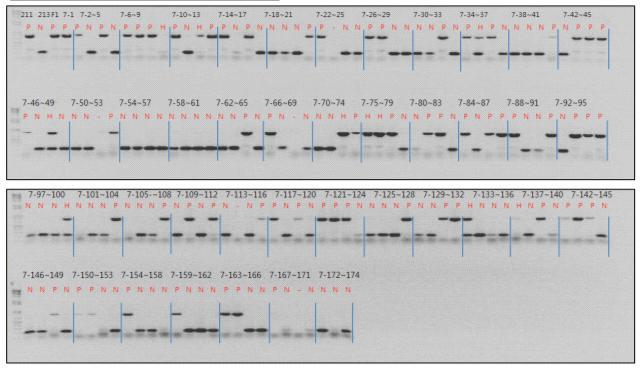 SS F7계통들의 매운맛 유무 판별용(PUN) 분자표지 검정 결과