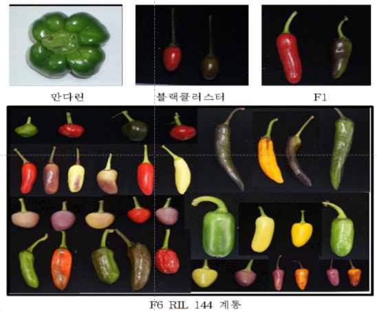 색소 및 과형 관련 mapping 집단의 양친 및 F6 RIL 144계통 특성