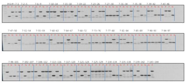 MB F7계통들의 매운맛 유무 판별용(PUN) 분자표지 검정 결과