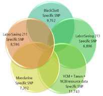 Breed-specific SNPs for Maker development.