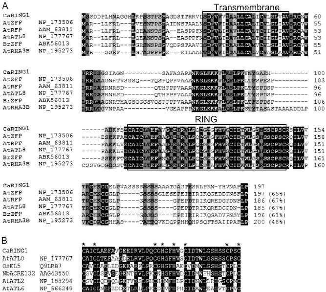 Amino acid sequence analysis of pepper CaRING1 and the RING-H2 finger domain.