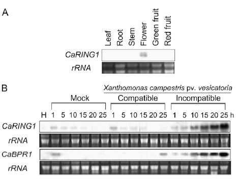 RNA gel-blot analysis of CaRING1 expression in pepper plants. Samples were hybridized with a [32P]dCTP-labeled CaRING1 probe.