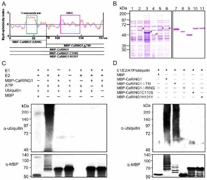 E3 ubiquitin ligase activity of CaRING1. A, Hydrophobicity index and expression constructs used for the in vitro ubiquitination assay.