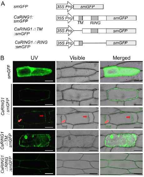 Subcellular localization of CaRING1 and its mutants using transient expression in onion epidermal cells.