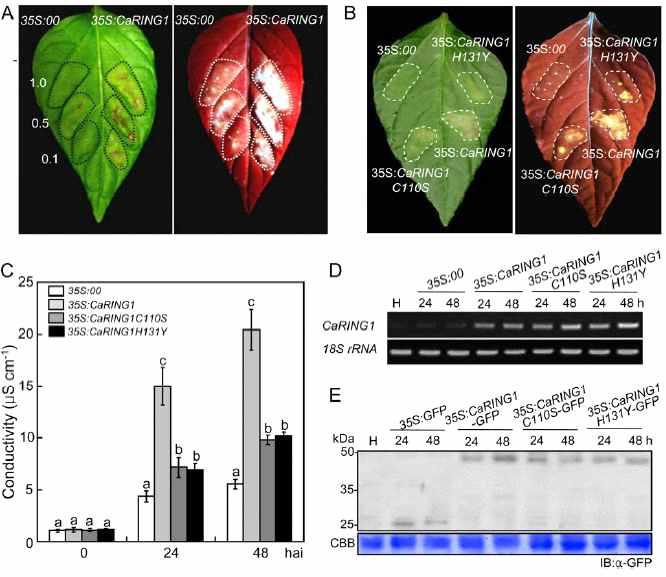 Induction of cell death by transient expression of CaRING1 in pepper leaves.