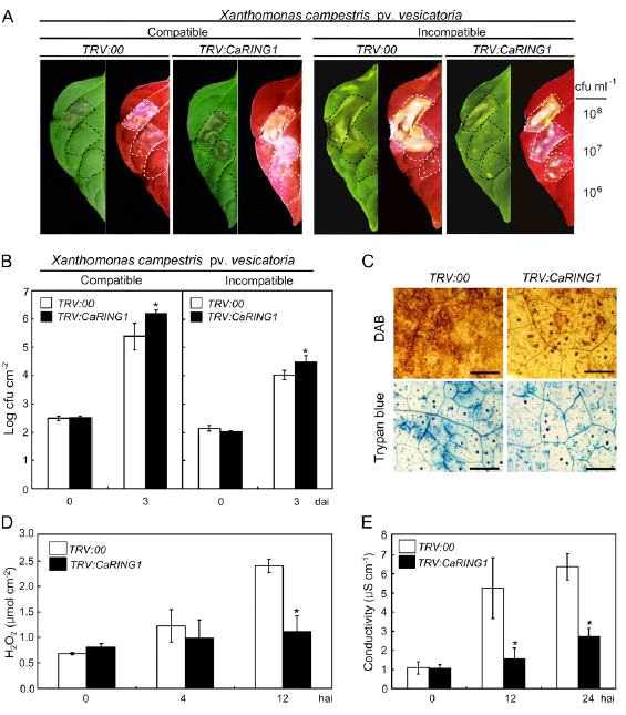 Enhanced susceptibility of CaRING1-silenced pepper plants to infection with the virulent Xcv strain Ds1 and the avirulent Xcv strain Bv5-4a.