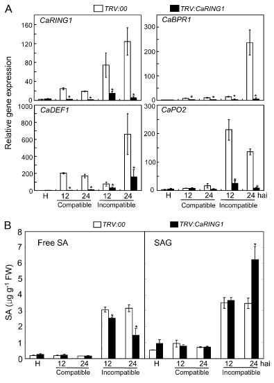 Expression of pepper defense-related maker genes and SA accumulation in CaRING1-silenced pepper leaves infected with Xcv.