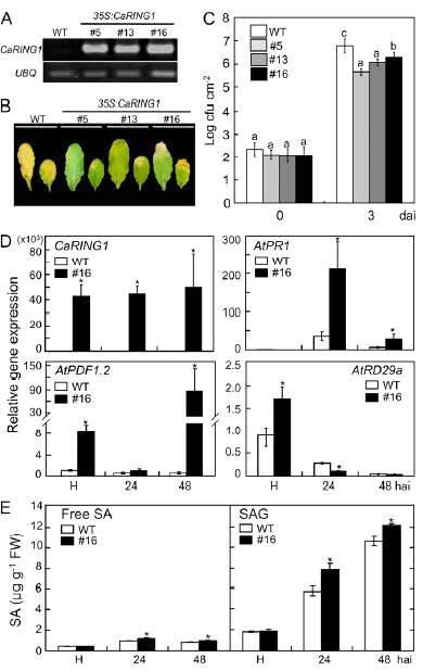 CaRING1-OX transgenic Arabidopsis plants exhibit enhanced resistance to Pst DC3000 infection.