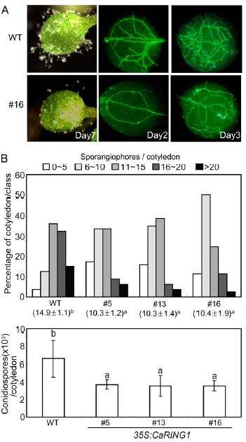 CaRING1-OX transgenic Arabidopsis plants show enhanced resistance to H. arabidopsidis isolate Noco2 infection.