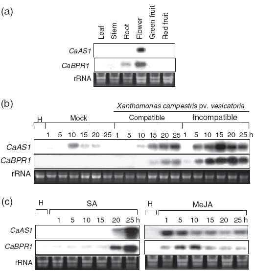 RNA gel blot analyses of CaAS1 and CaBPR1 expression in pepper. RNA gel blots were hybridized with a 32P-labeled probe against the CaAS1 3′-UTR or the full-length cDNA clone of CaBPR1.