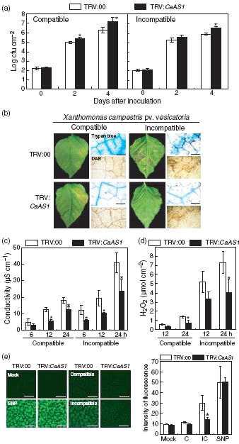 Enhanced susceptibility of CaAS1-silenced (TRV:CaAS1) pepper leaves to Xanthomonas campestris pv. vesicatoria (Xcv).