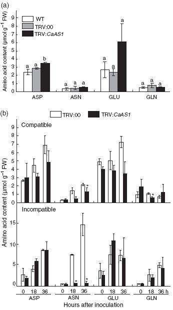 Effect of CaAS1 silencing on amino acid levels in pepper leaves.