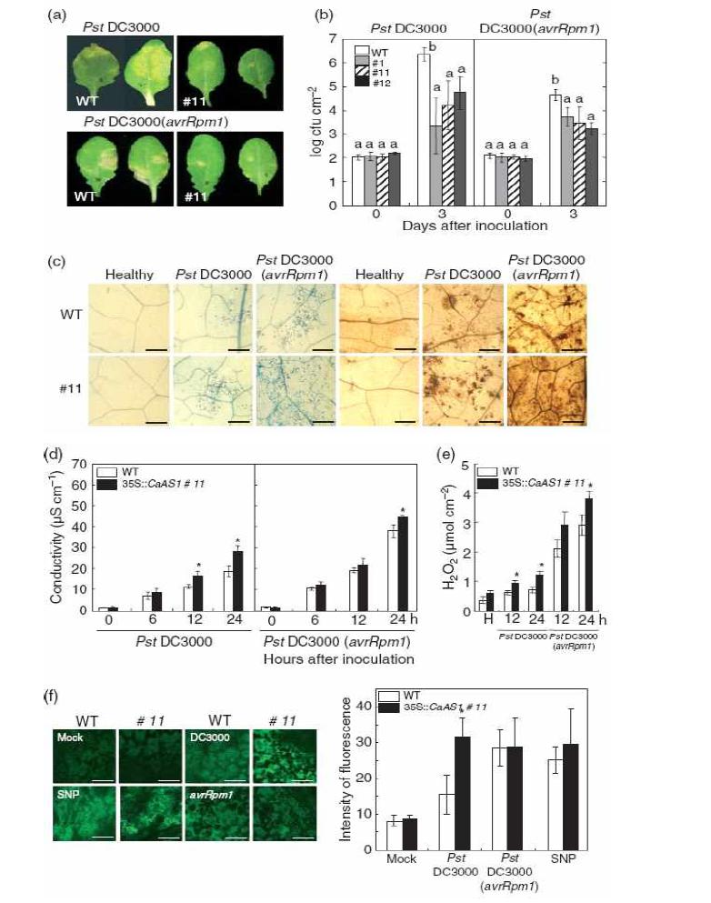 Enhanced resistance of CaAS1-OX Arabidopsis transgenic lines to Pseudomonas syringae pv. tomato (Pst) infection.