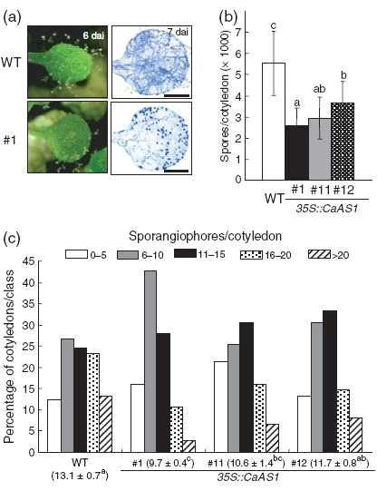 Quantification of infection phenotypes on cotyledons of wild-type (WT) and CaAS1-OX Arabidopsis transgenic plants (#1) inoculated with Hyaloperonospora arabidopsidis isolate Noco2.