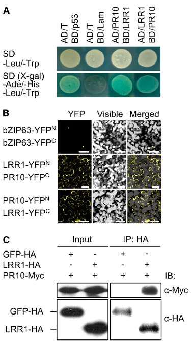 Interaction between LRR1 and PR10 in yeast and N. benthamiana.